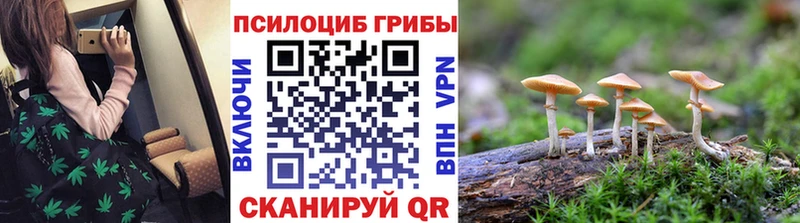 Купить где  Каспийск  Псилоцибиновые грибы Psilocybine cubensis 